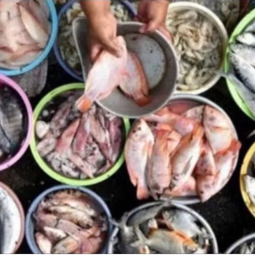 

IKAN Segar Pasar Pagi FLAMBOYAN Pontianak Fresh Seafood