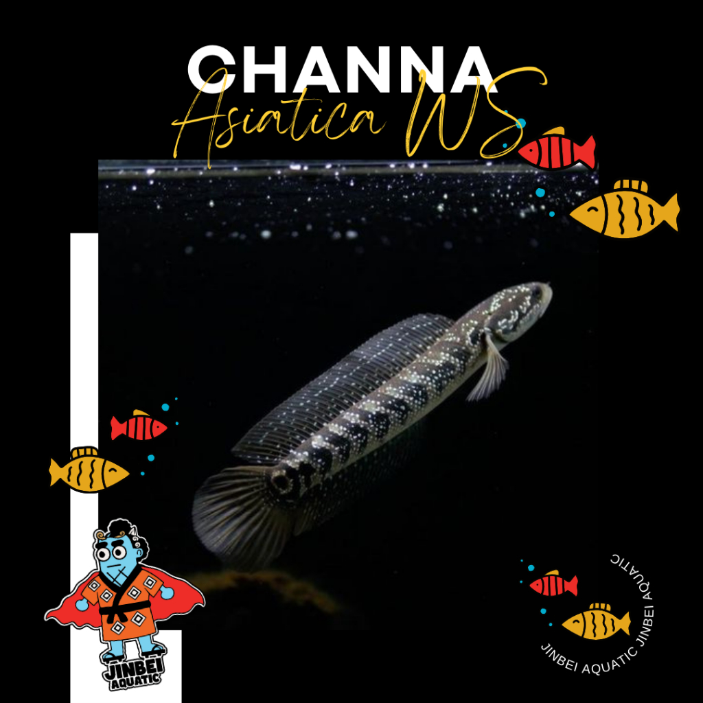 Asiatica WS Full Mutiara HF 10-15 cm