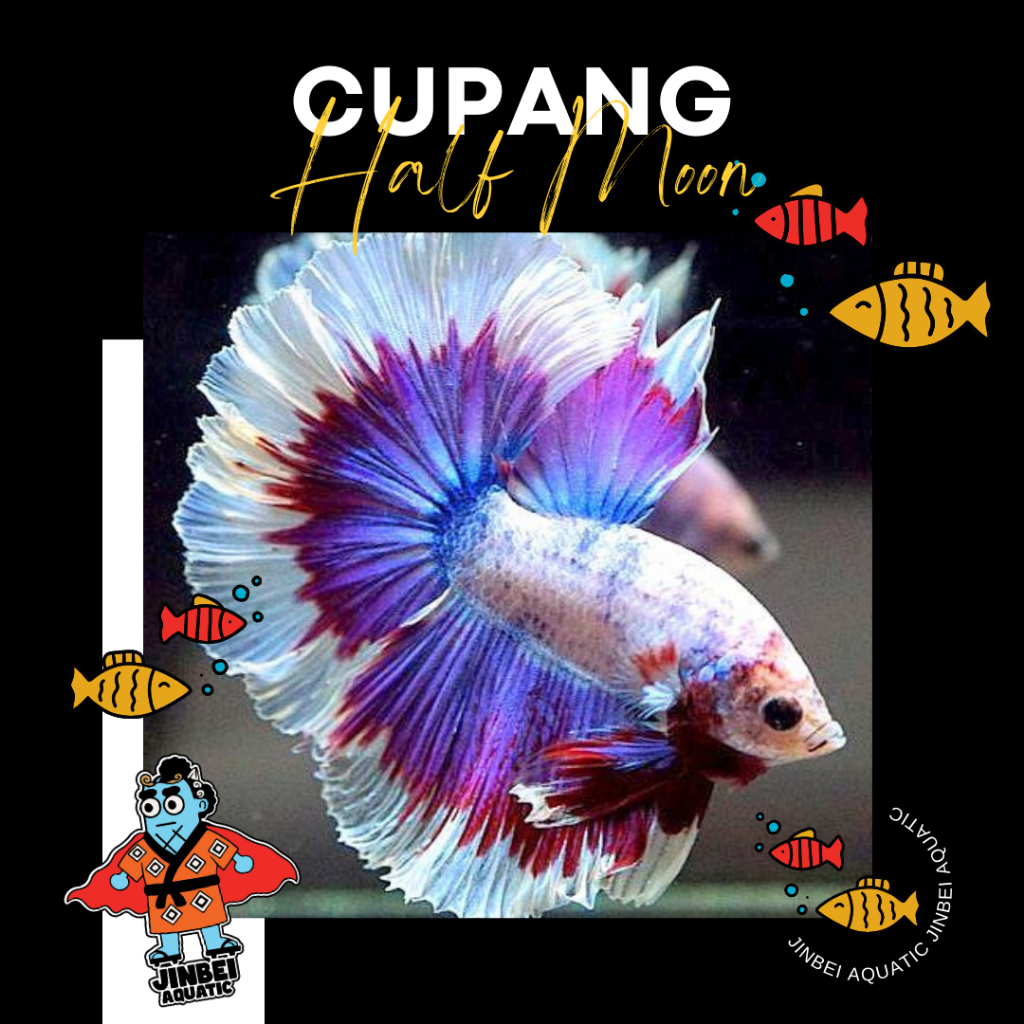 kan Cupang Halfmoon Hias Akuarium