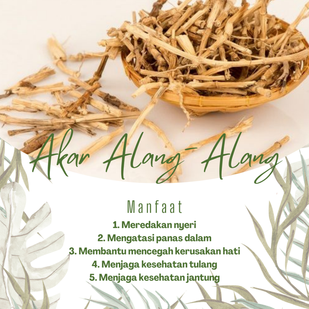 

Akar alang alang segar 250 gram banyak manfaat untuk kesehatan