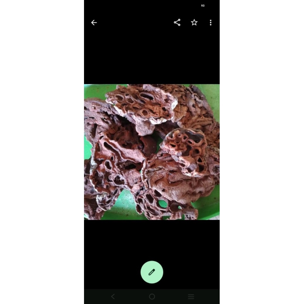 

SARANG SEMUT ASLI PAPUA