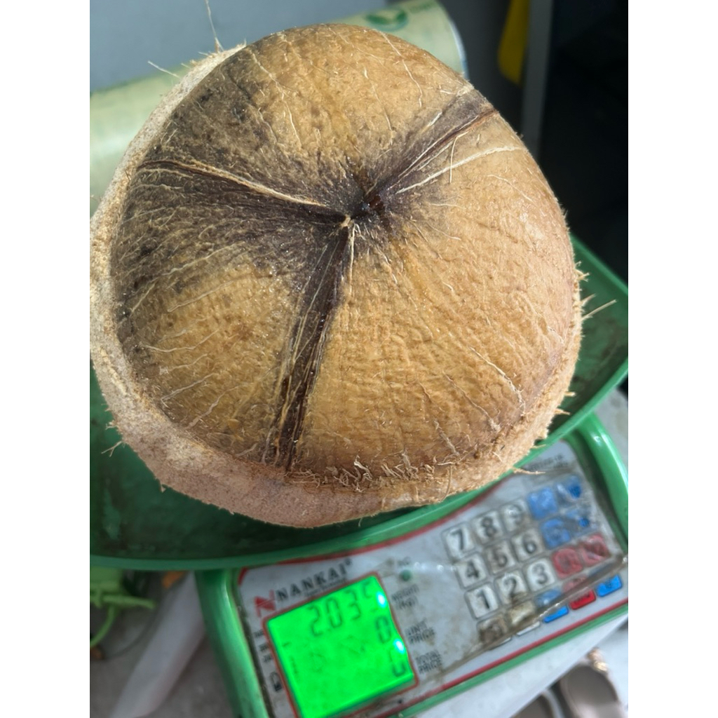 

SUPER JUMBO KELAPA KOPYOR FRESH MURAH BERKUALITAS GRADE A KELAPA PUAN