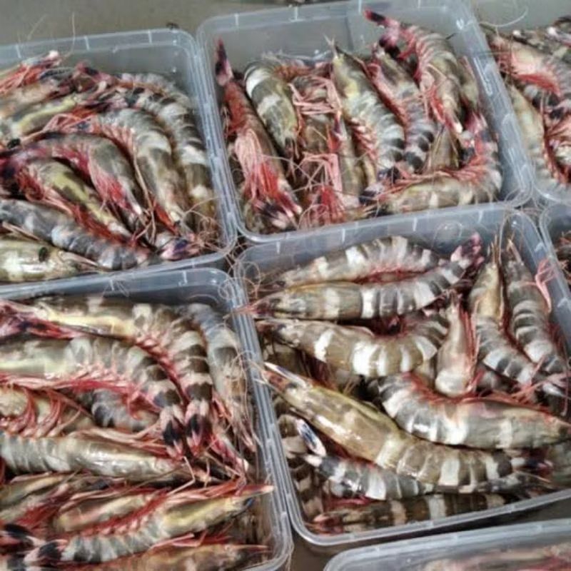 

Udang WINDU Fresh Segar Pasar Pagi Pontianak
