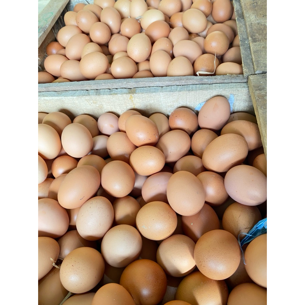 

Telur Ayam Negeri per/kg