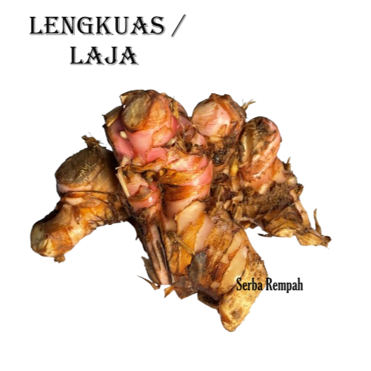 

Lengkuas / Laos / Laja Segar Langsung dari Kebun Bumbu Rempah dan Herbal