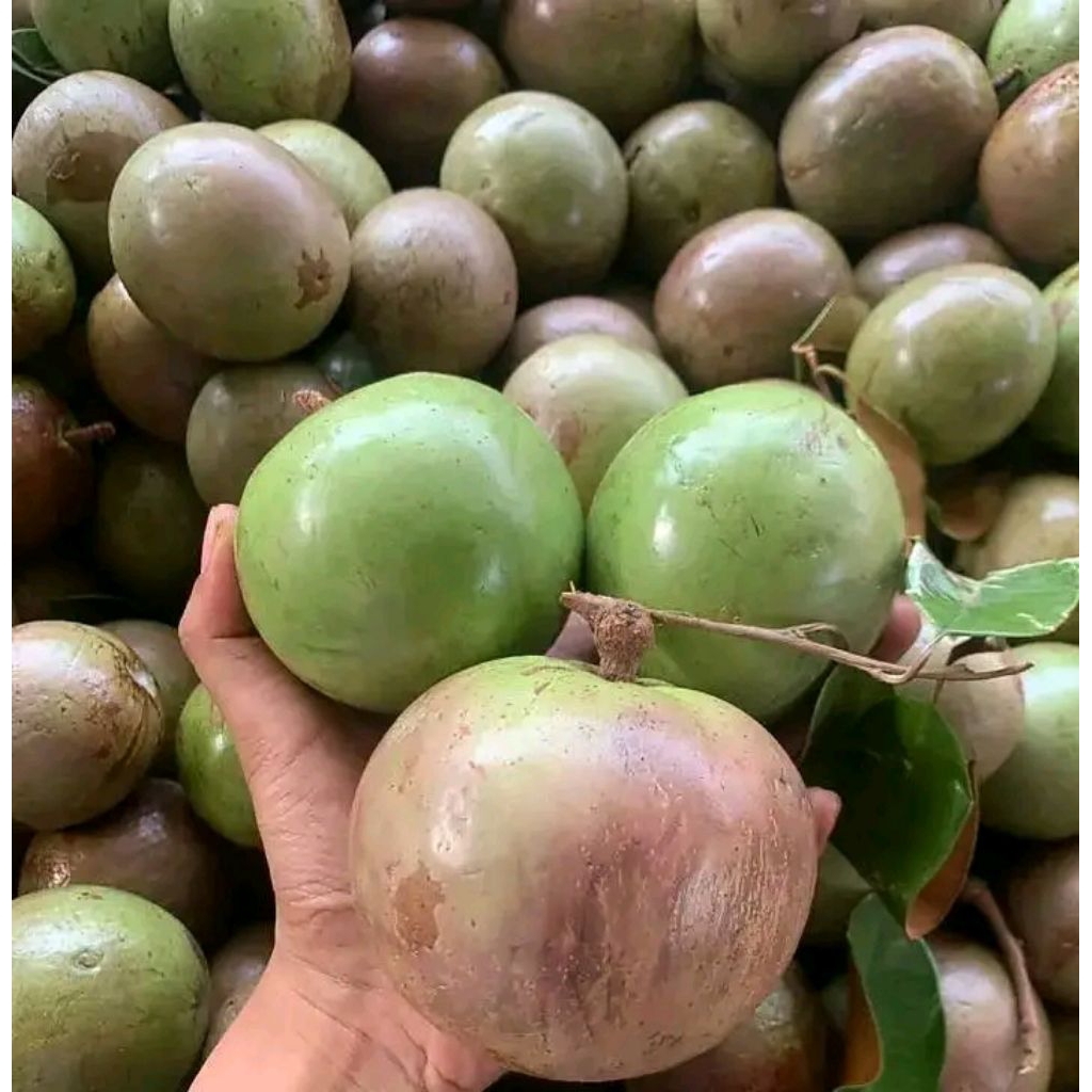 buah kenitu,maneccu,apel susu,sawo ijo 1kg
