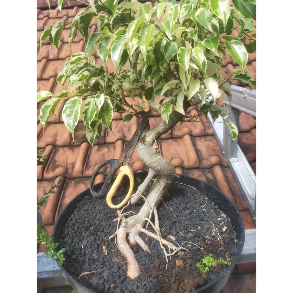 BONSAI JADI SIAP PAJANG BERINGIN VARIGATA
