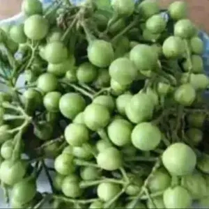 

Tekokak / Rimbang Per bungkus