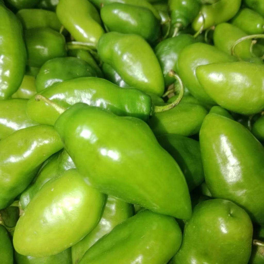 

CABE GENDOT SUPER ASGAR SPECIAL 2kg