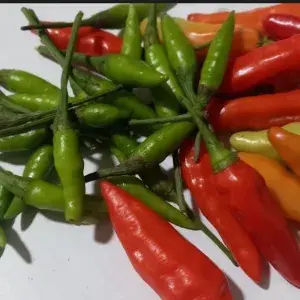 

Cabe Rawit Merah Campur Rawit Hijau Caplak 200 Gram