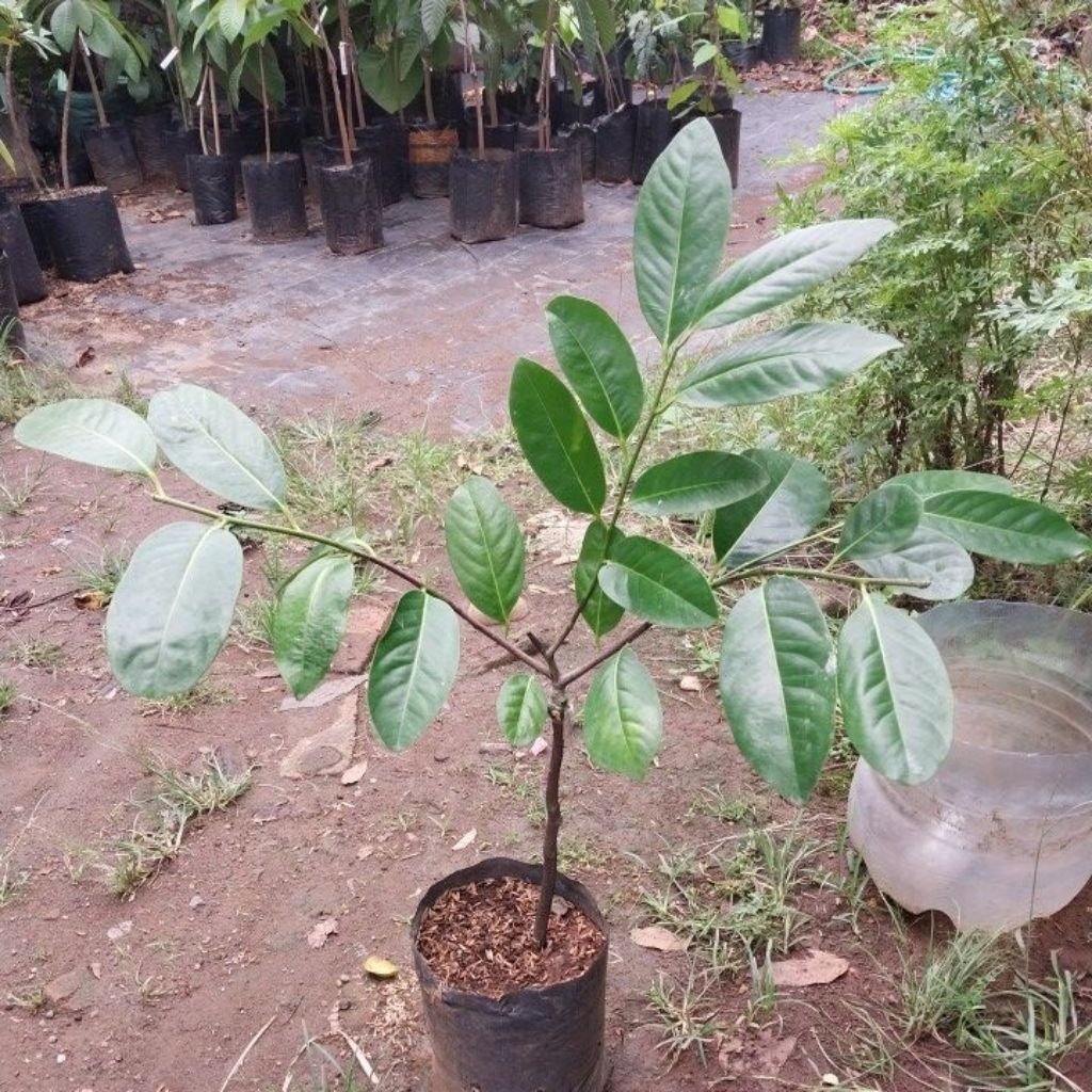 black sapote