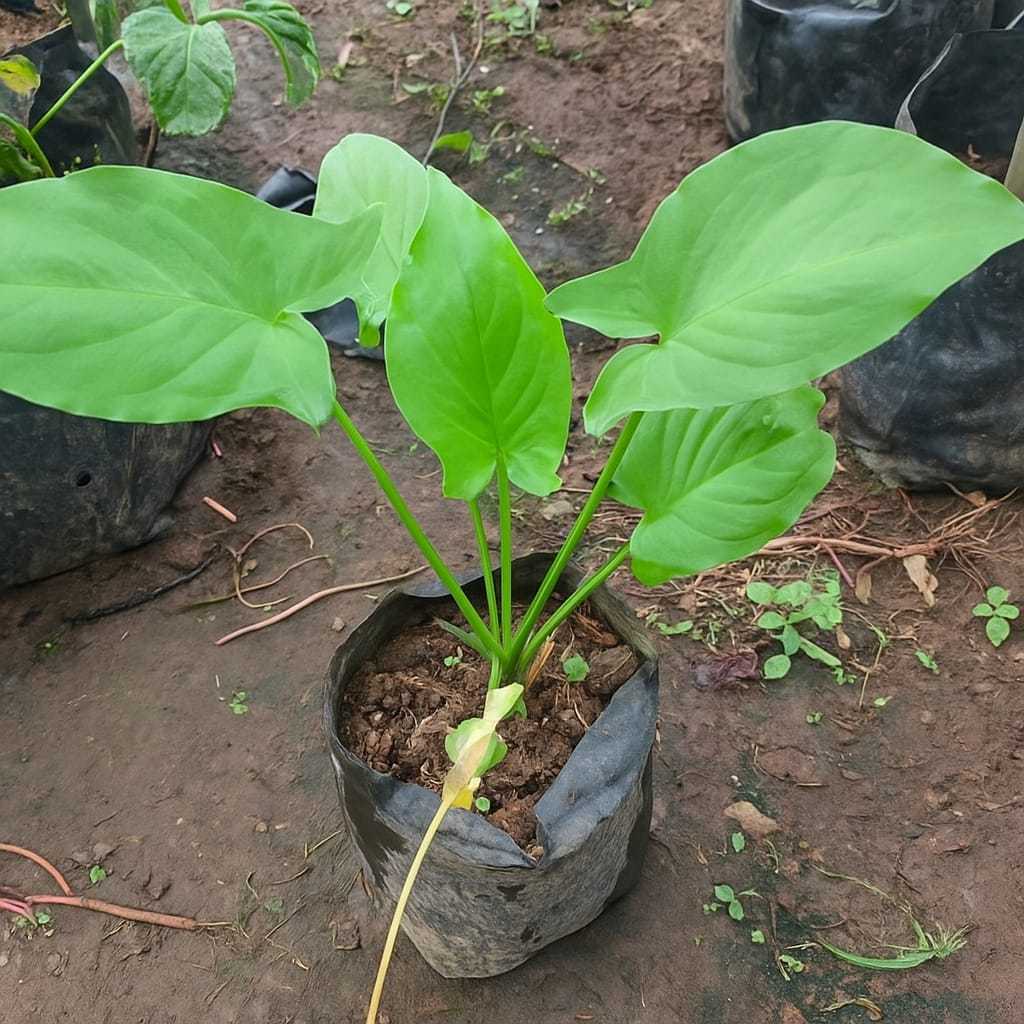 Bibit Keladi Tikus Asli Segar Herbal | Tanaman Obat Anti Kanker Murah