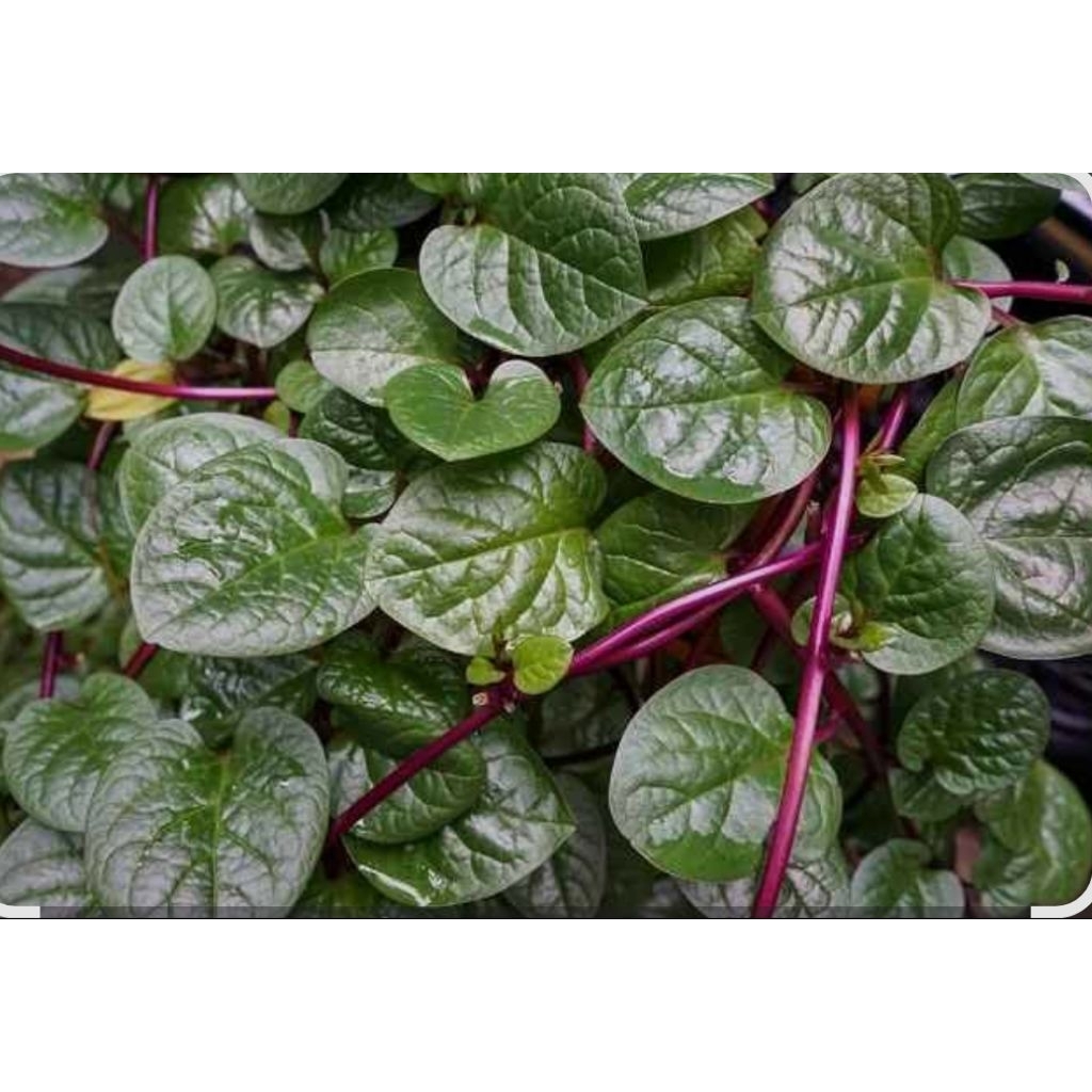 

Daun binahong Asli 200gr