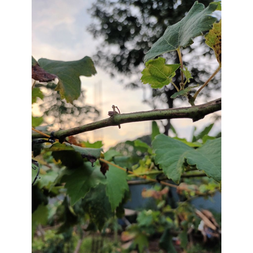 entres anggur impor jupiter gozvi dixon