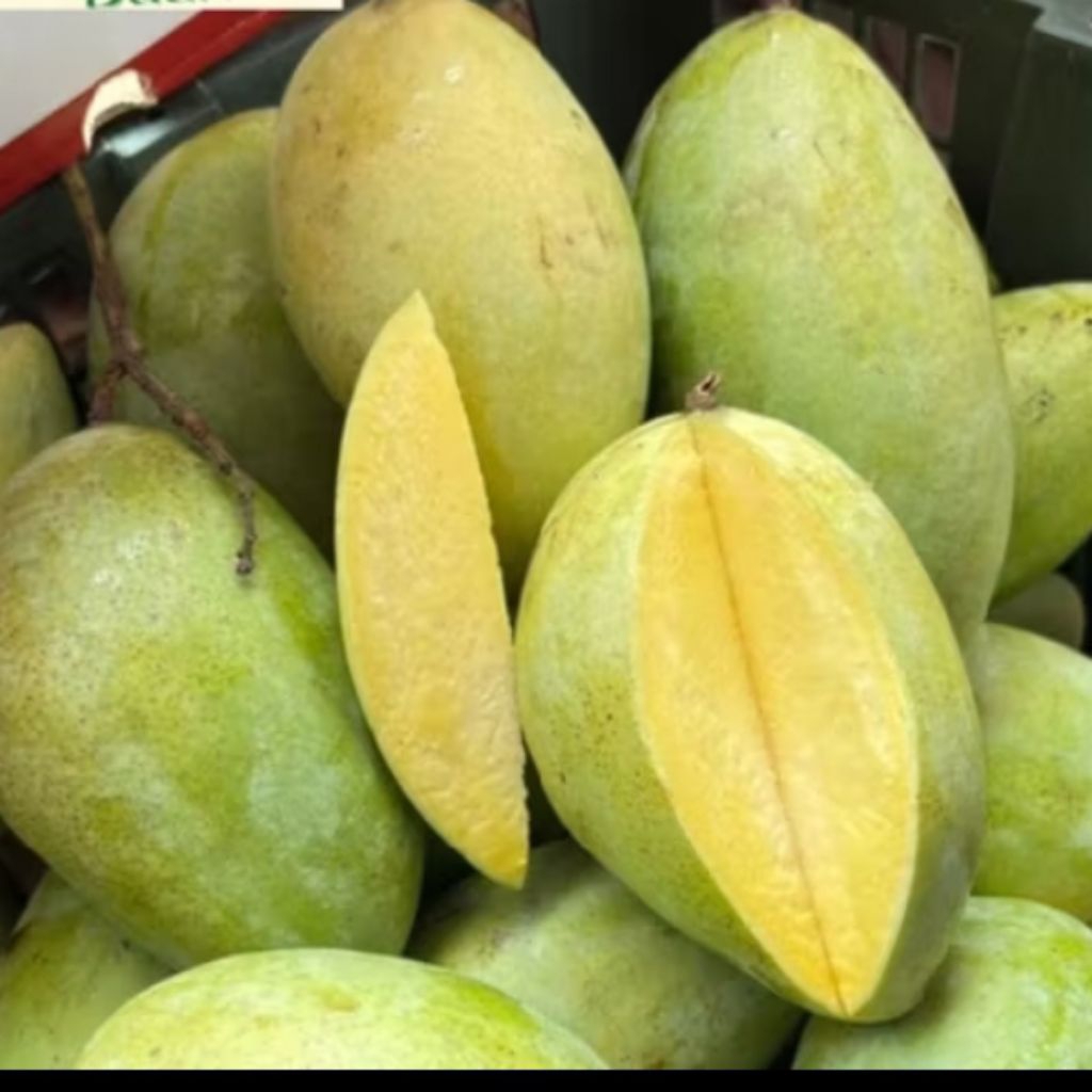 

MANGGA CHIANG MAI THAILAND ( MATANG MANIS) 1 KG