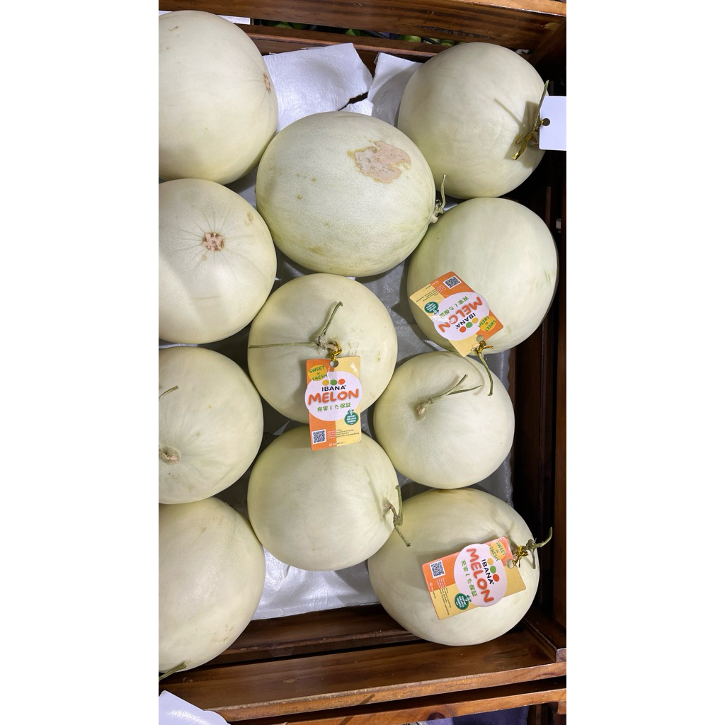 

Melon Honey Dew/globe Ibana 900-1000gr