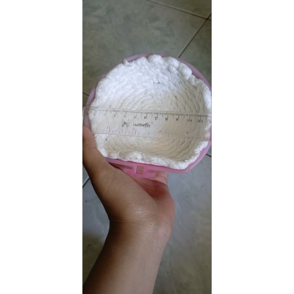 Sarang burung kenari / sarang burung sumbu / sarang kenari