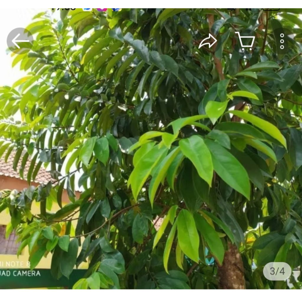 

daun sirsak tua segar obat herbal alami 50pcs