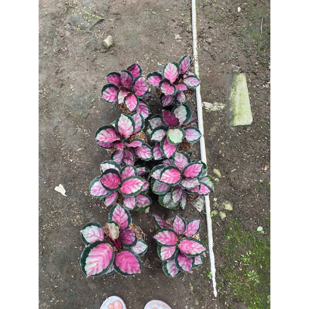 Calathea Pink Rossy