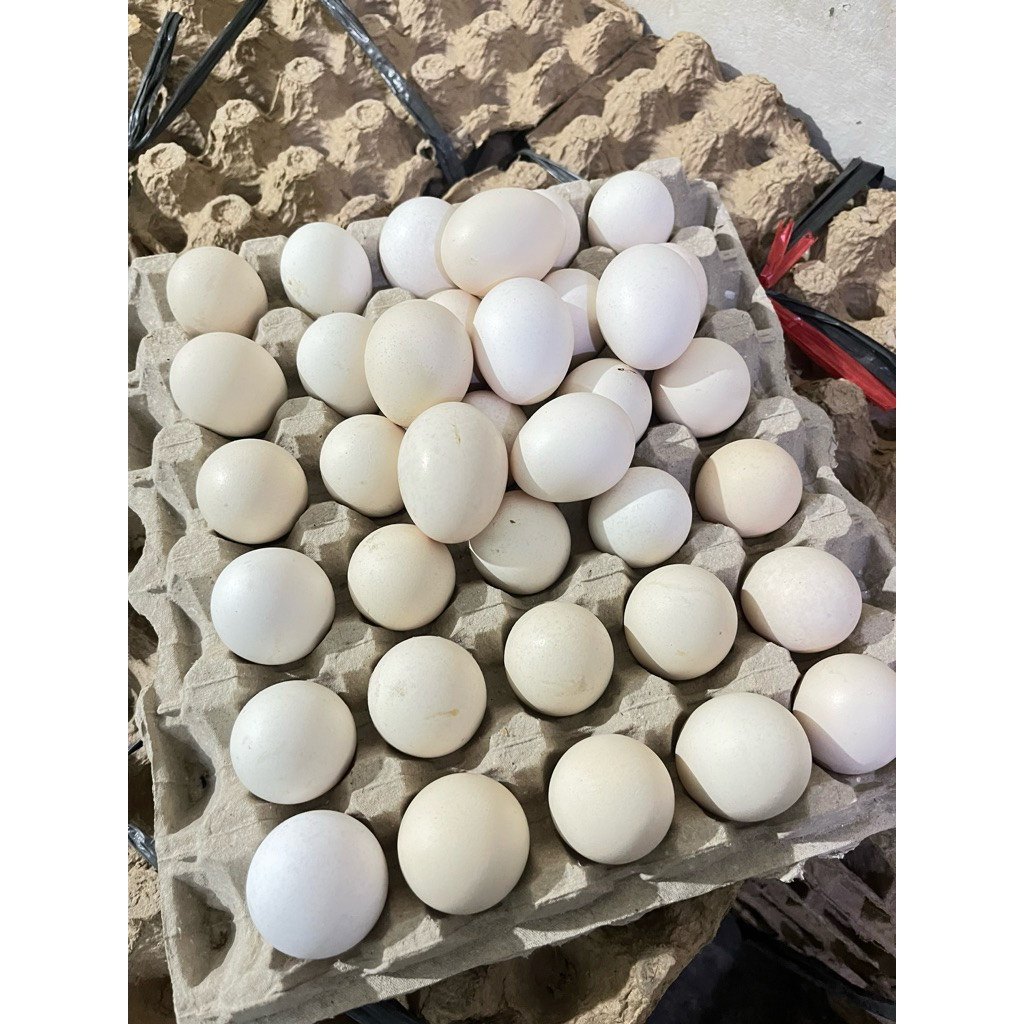 

Telur Ayam Kampung Fresh