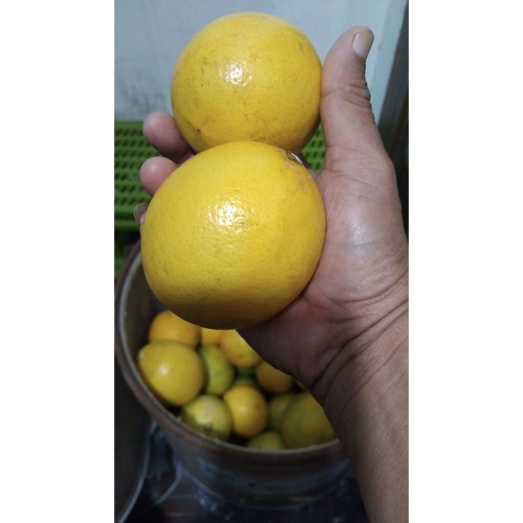 

Jeruk California Fresh Premium