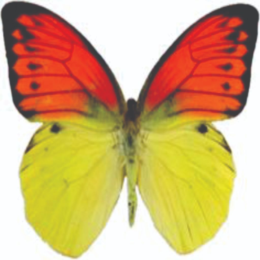 Insektarium Awetan Serangga Kering Grapium Leucippe: Display Case for Dried Insects