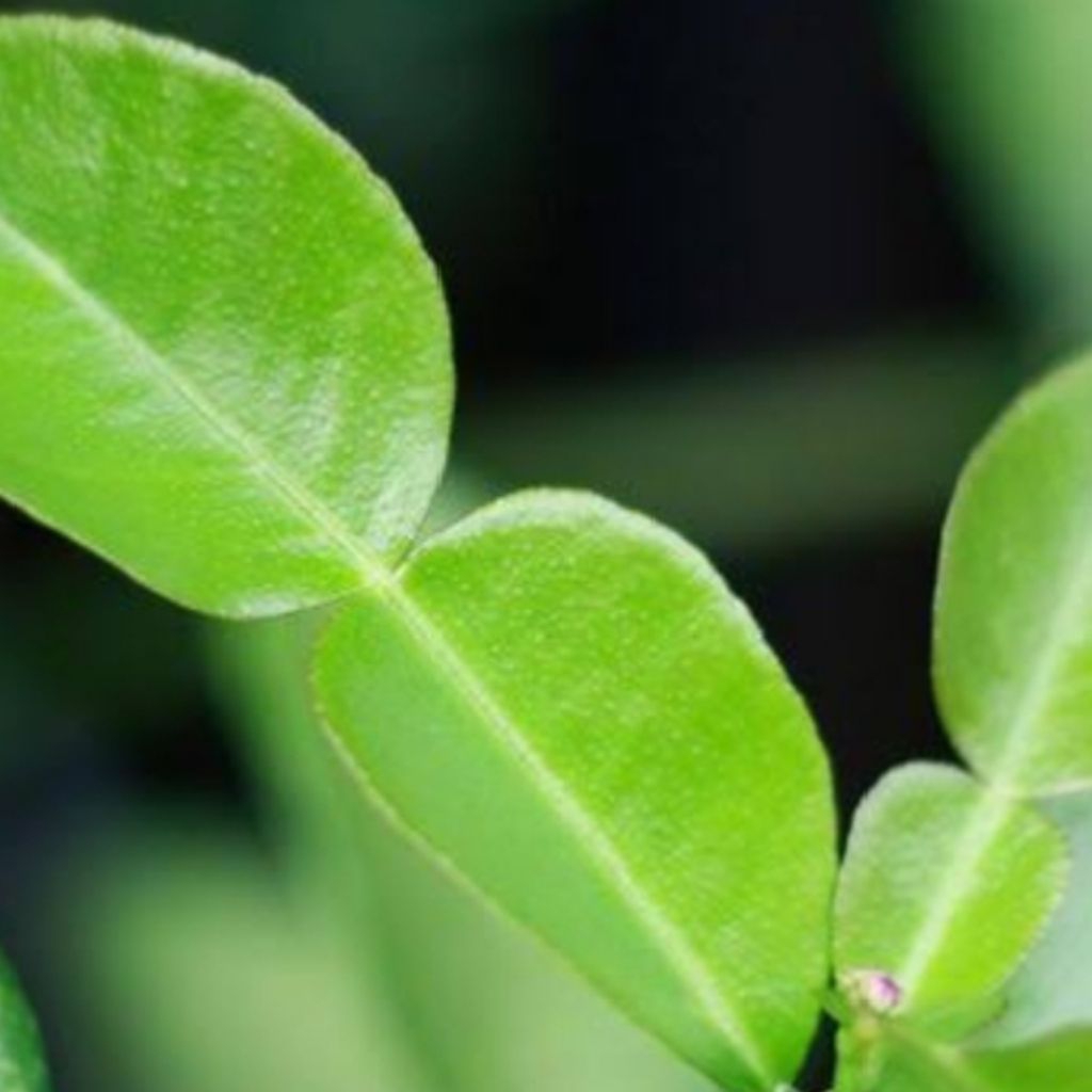 

jeruk daun purut segar petik langsung fresh dari kebun bumbu sambal pecel rempah dapur masak 50gram