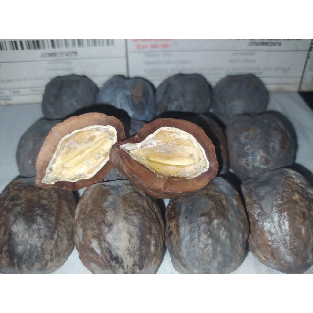 Muncang Adu Jabra Ma Nini original