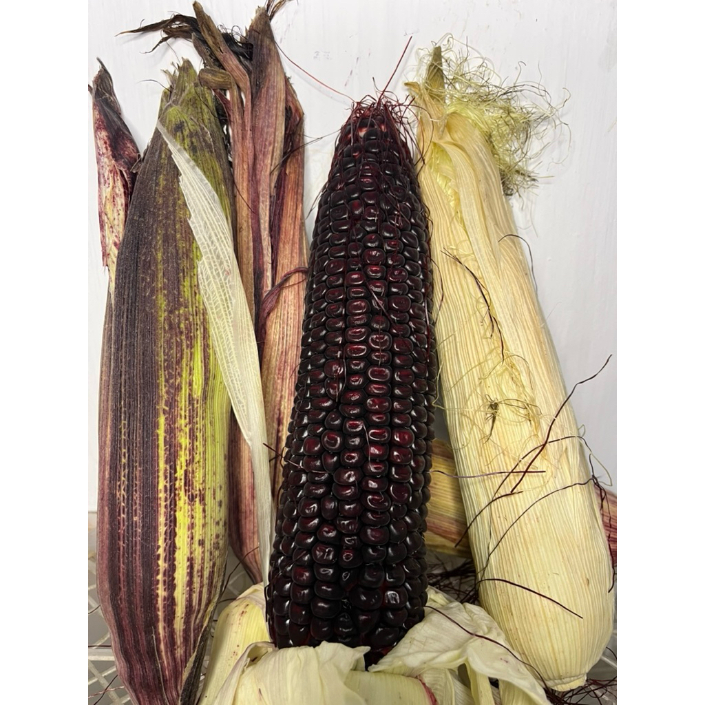 

Jagung ketan hitam enak banget fresh teksturnya pulen