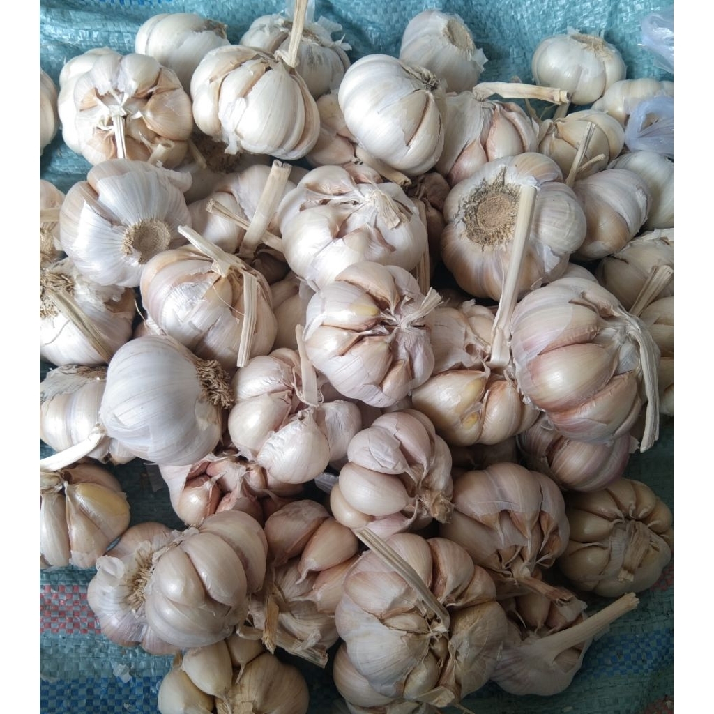 

Bawang putih super