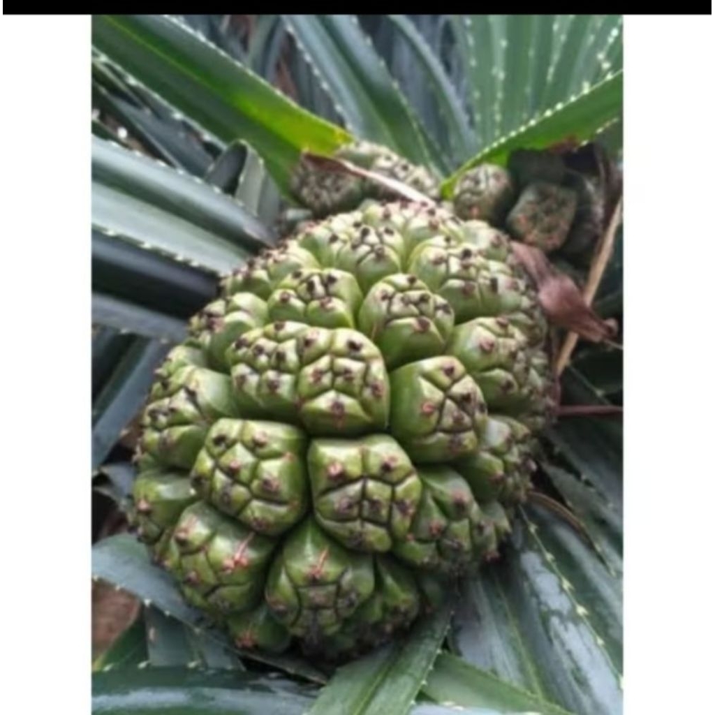 

Buah pandan duri pandan pantai masih muda hijau 1 tandan
