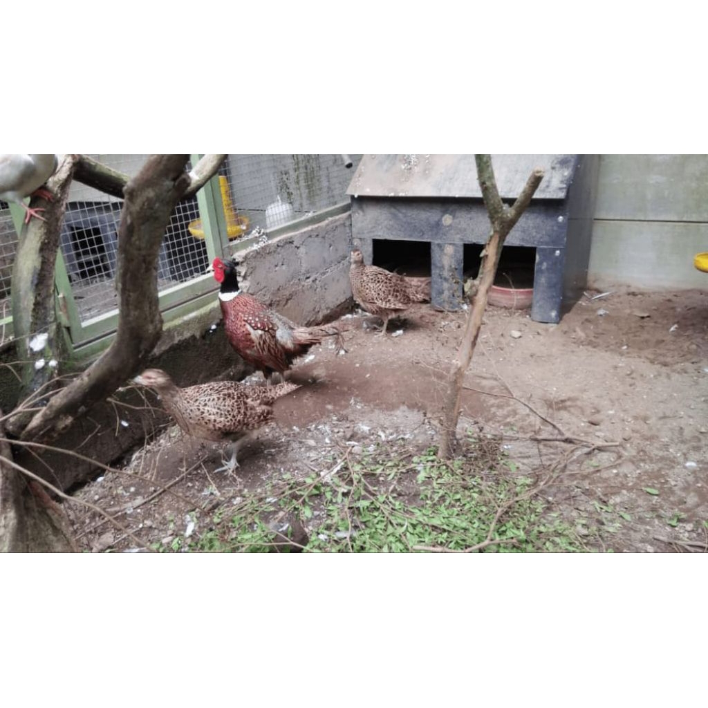 

TELOR AYAM HIAS RINGNECK PEASENT MERAH DAN IJO AYAM VIRAL AYAM SURGA FERTIL UNTUK DITETASKAN