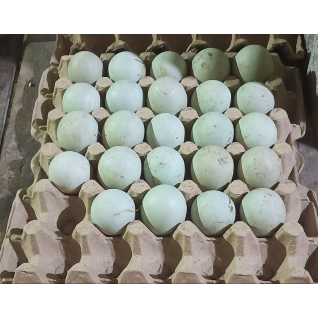 

Telur Mentah Fresh Murah&masih Segar Per Butir