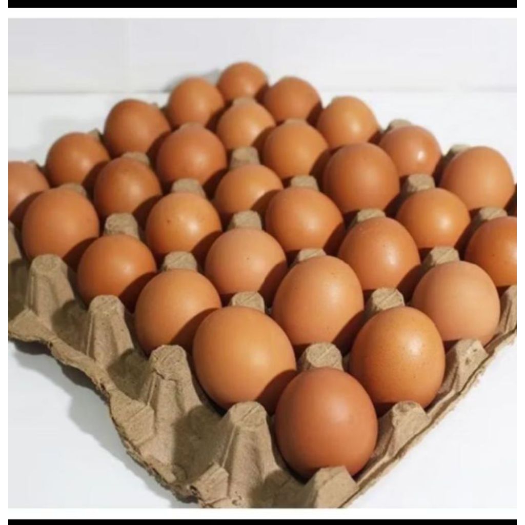 

Telor fresh.langsung dari kandang