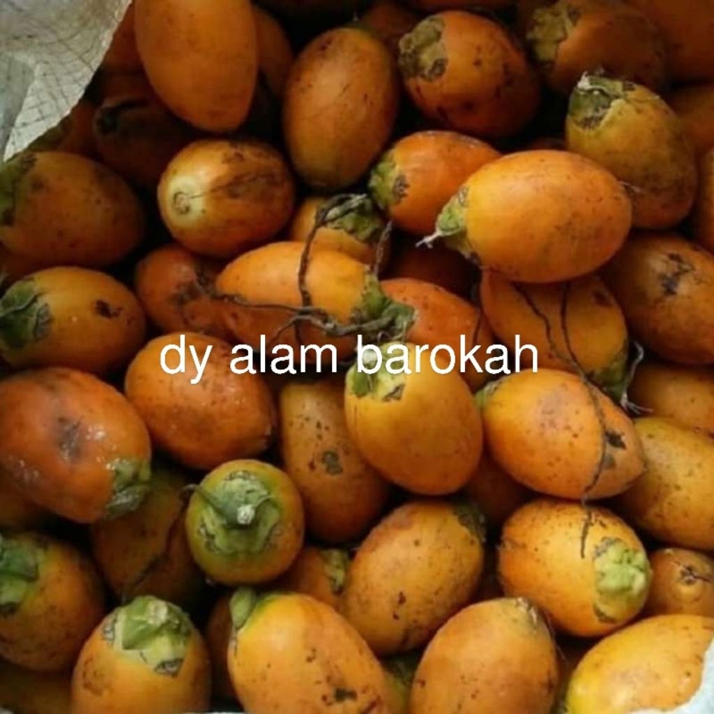 

pinang tua asli baru metik 1kg