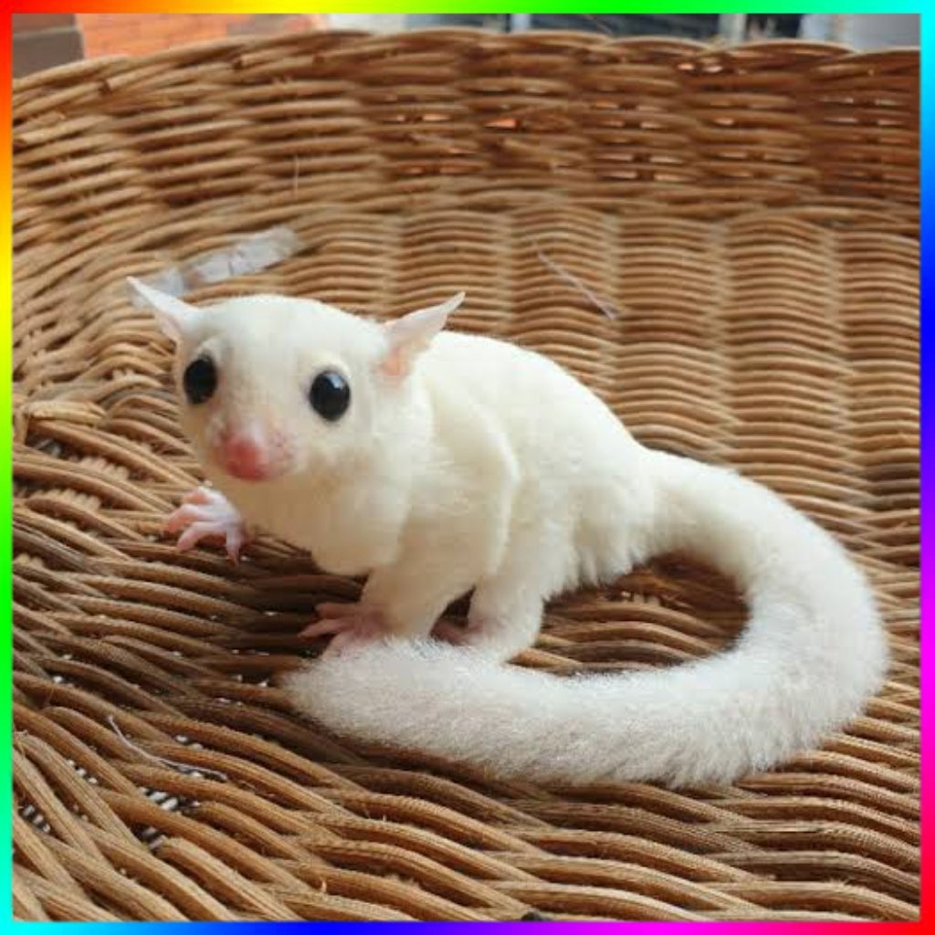 Mainan SG Leu Lucu Jinak Sehat Terawat Ready JOY sampai Dewasa