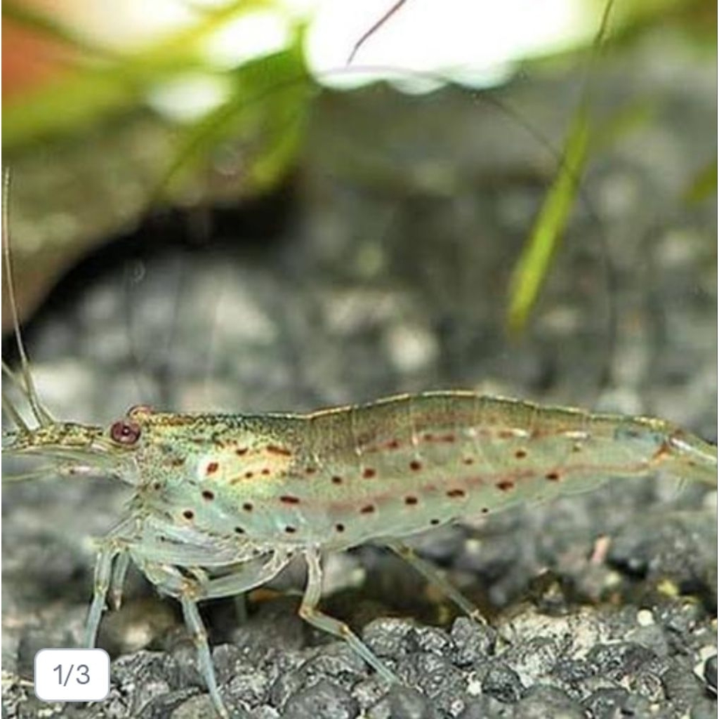 hiasan aquarium Amano shrimp 100pcs aquascape