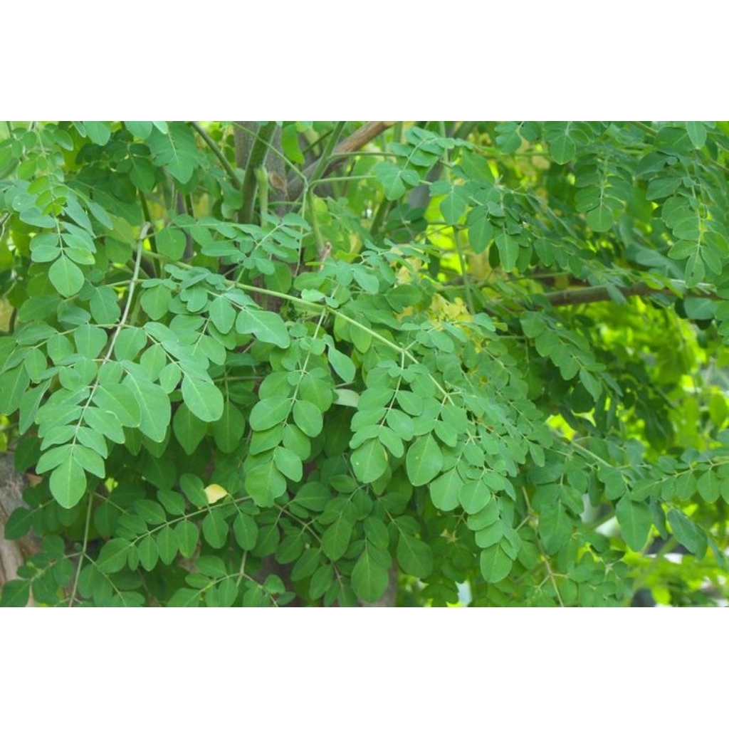 

Daun Kelor/Sayur Daun Kelor