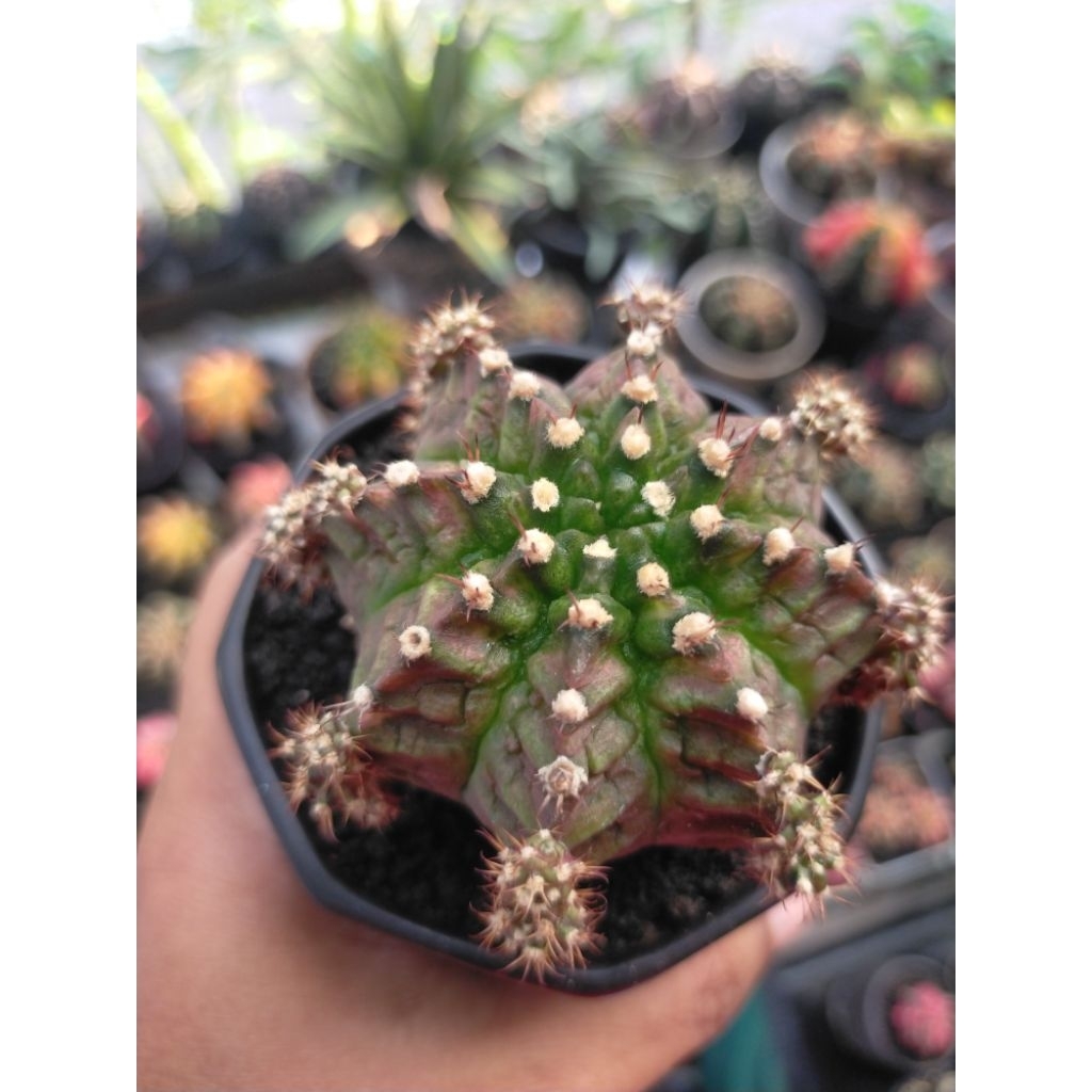 Gymnocalycium Miha King Kong Indukan