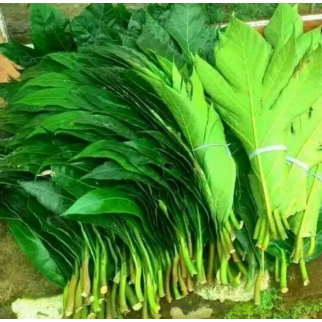 

Daun Sukun Fresh Ready