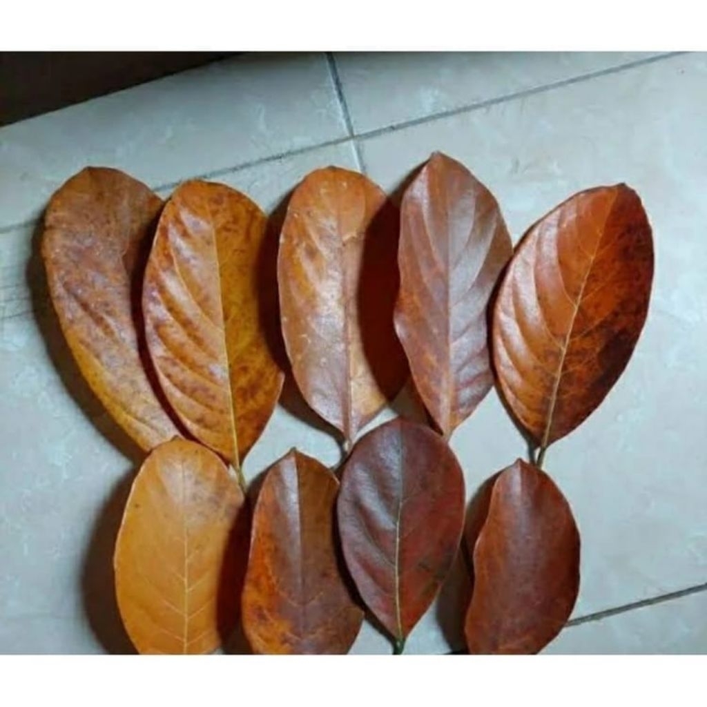 

Daun Nangka Kering 50 lembar