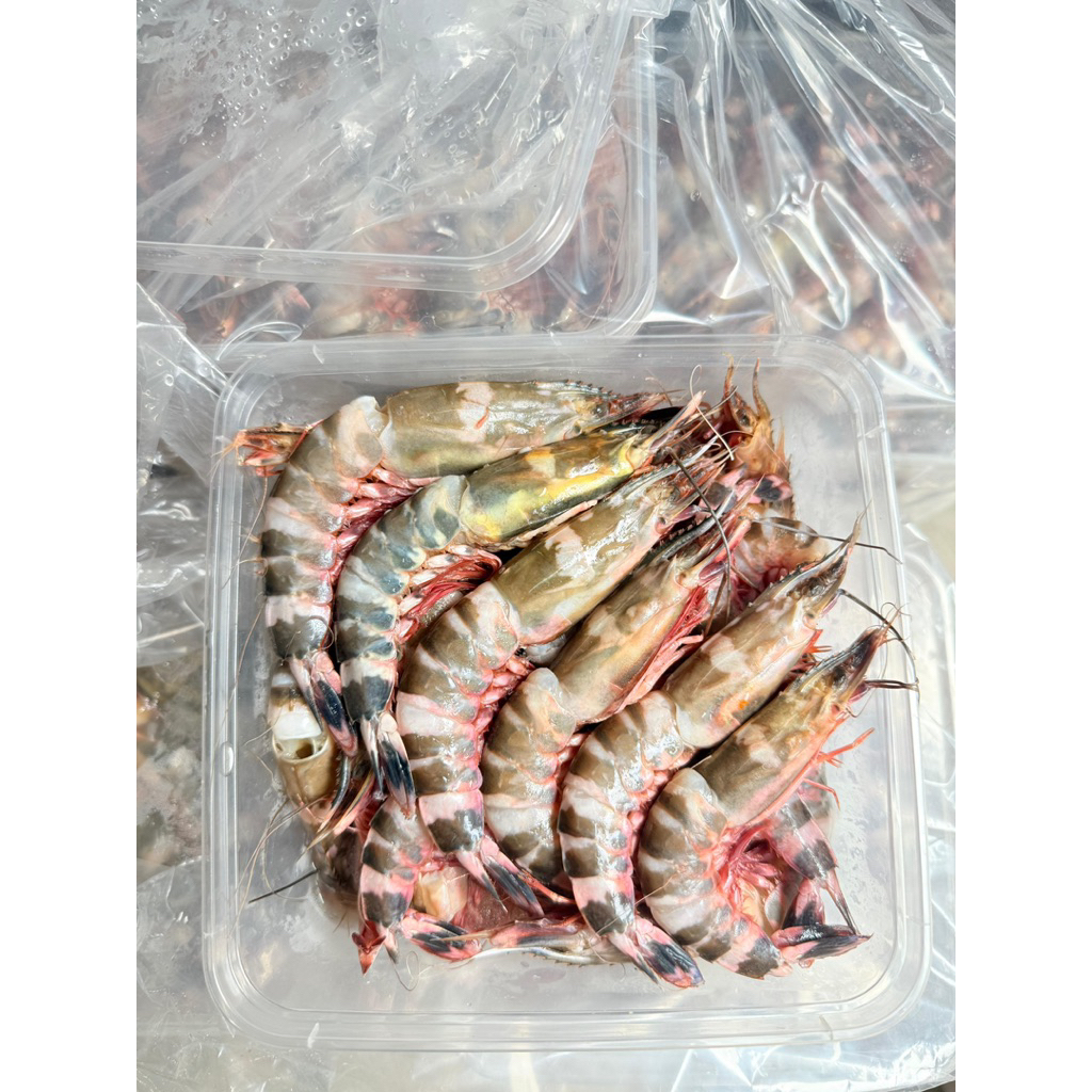 

[TERMURAH] UDANG WINDU 1000 gr