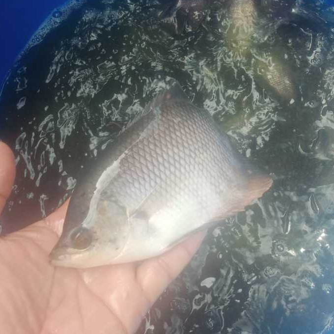 benih ikan gurame soang ukuran 4jari/benih ikan gurame soang ukuran dampal