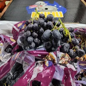 Anggur hitam Autom tanpa biji manis 1kg