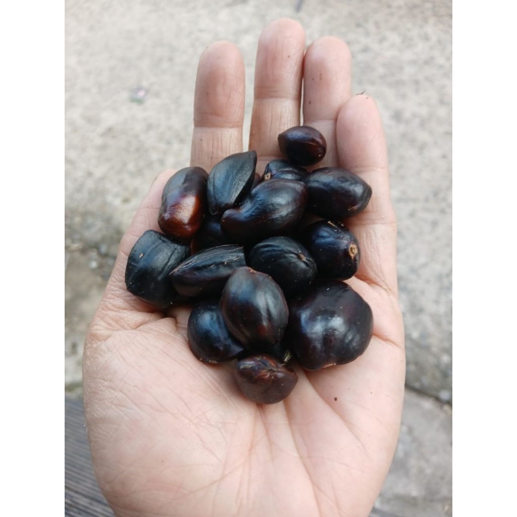 

250 grm jolang jaling dijamin kualaitas super