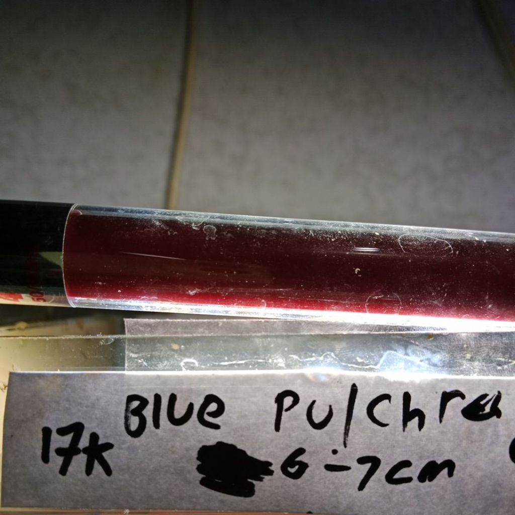 ekstrak ketapang blue pulchra 8-9-10cm