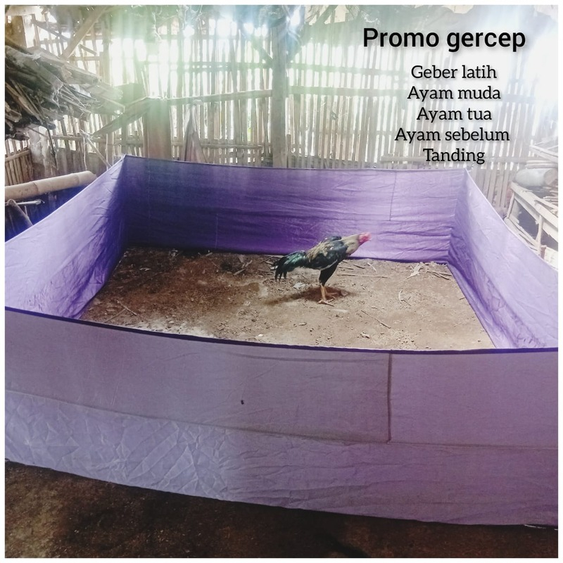 Geber Kain Ayam Murah Bahan Tebal Ukuran 2.5X2.5