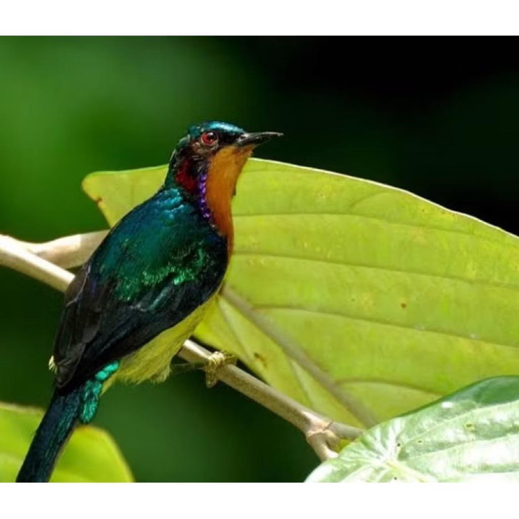 Kolibri wulung kowul rawatan bagus josss