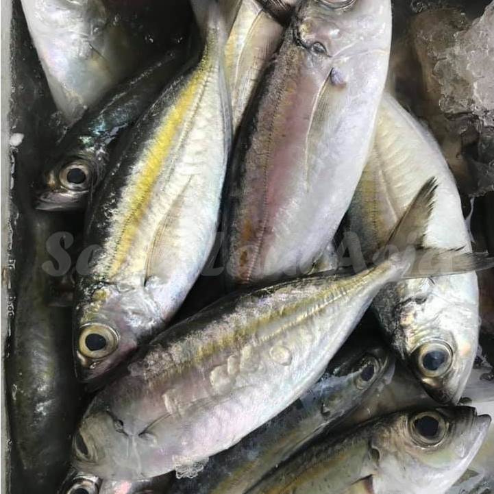 

Ikan Kembung Segar 1Kg Ikan Kembung Bentong Segar Ikan Kembung Mata Besar