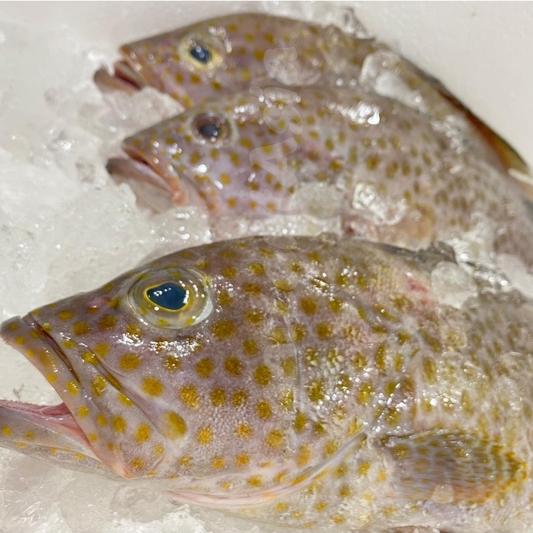 

Ikan Kerapu Segar 1K Ikan Kerapu Totol Grouper Fish